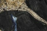 Petrified Wood (Schinoxylon) Limb Section - Blue Forest, Wyoming #371080-1